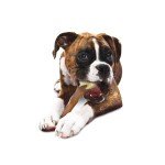 Durable Nylon Chew Toy for Power Chewers