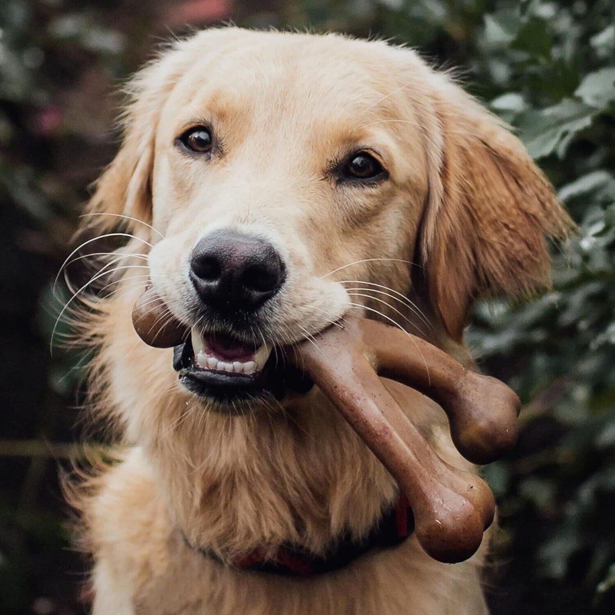Benebone