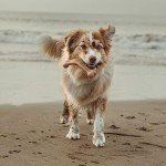 Durable 2-Pack Dog Chew Toys for Aggressive Chewers