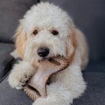 Durable 2-Pack Dog Chew Toys for Aggressive Chewers