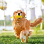 Indestructible Rubber Dental Chew Toys for Dogs