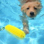 Indestructible Rubber Dental Chew Toys for Dogs