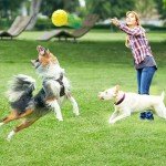 All-Natural Rubber Puffer Fish Dog Chew Toy