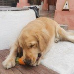 Joseph Joseph Nesting Dog Utensils Set