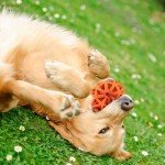 Interactive Dog Puzzle Ball for Teeth Cleaning Fun