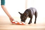 Interactive Dog Puzzle Squeak Toy for Training