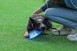 Durable Blue Flying Disc for Dogs
