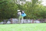 Durable Blue Flying Disc for Dogs