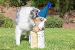 Birthday Fetch Ball for Medium Dogs - 2.5 Inch