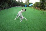 Durable Blue Flying Disc for Dogs