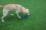 Durable Blue Flying Disc for Dogs