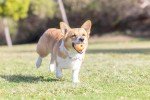 Birthday Fetch Ball for Medium Dogs - 2.5 Inch