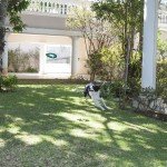 Large Lite Flight Dog Fetch Toy (10")