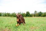 Chuckit Ultra Ball Dog Toy, Medium, Pack of 2