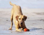 Chuckit Fetch Medley Dog Balls - Pack of 3