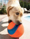 Large Chuckit Kick Fetch Ball for Dogs