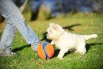 Large Chuckit Kick Fetch Ball for Dogs