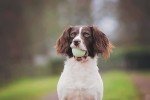 Chuckit Fetch Medley Dog Balls - Pack of 3