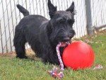 TUGGO Mini Water Weighted Tug-O-War Toy