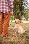 Chuckit Fetch Medley Dog Balls - Pack of 3