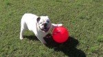 TUGGO Mini Water Weighted Tug-O-War Toy