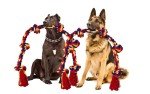 BLINCOO 48" Interactive Rope Tug Toy for Dogs