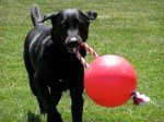 TUGGO Mini Water Weighted Tug-O-War Toy