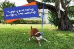 Fenidog Bungee Hanging Dog Toy for Playtime