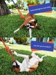 Fenidog Bungee Hanging Dog Toy for Playtime
