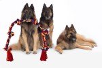 BLINCOO 48" Interactive Rope Tug Toy for Dogs