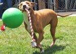 TUGGO Mini Water Weighted Tug-O-War Toy