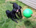 TUGGO Mini Water Weighted Tug-O-War Toy
