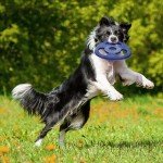 Durable Tug-of-War Flying Disc Dog Toy