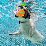 Interactive Electronic Dog Toy Ball for Pets