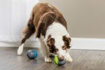 PetSafe Ricochet Battery-Operated Squeaky Dog Toys