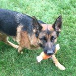 Stylish Waterproof Dog Bed & Couch Design