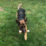 Stylish Waterproof Dog Bed & Couch Design