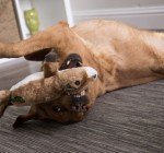 Large GoDog Squeaky Squirrel Dog Toy