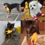 16" Squeaky Rubber Chicken Toy for Dogs