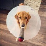 Doggy Doobie Plush Squeaky Toys for Dogs