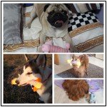 Durable Plush Squeaky Toys for Aggressive Chewers