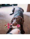 Cute Flamingo Squeaky Plush Dog Chew Toys - 2pcs