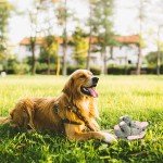 Cute Squeaky Crinkle Elephant Dog Toy