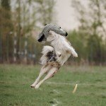 Nocciola 6 PCS Durable Squeaky Toys for Dogs