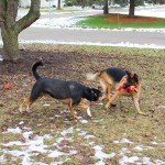 5-Pack Plush Squeaky Dog Toys Bundle