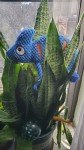 Blue Plush Rope Dog Toy - Durable & Fun