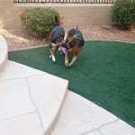 5-Pack Plush Squeaky Toys for Medium Dogs