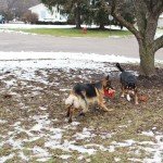 5-Pack Plush Squeaky Dog Toys Bundle