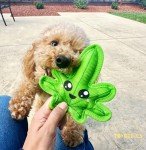 Durable Plush Squeaky Toy for Small Dogs