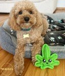 Durable Plush Squeaky Toy for Small Dogs